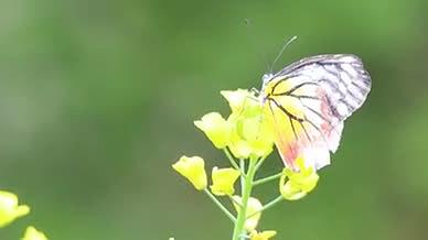 春天彩色蝴蝶与油菜花采蜜实拍视频视频的预览图
